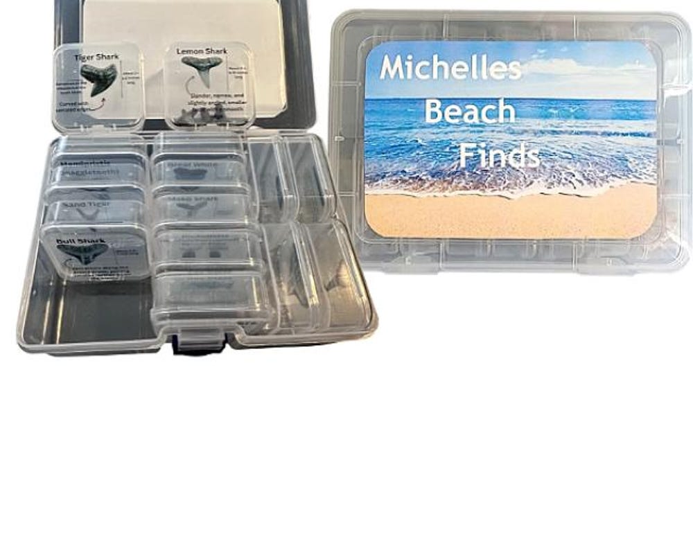Customizable Beach Finds Organizer: Shark Tooth Holder