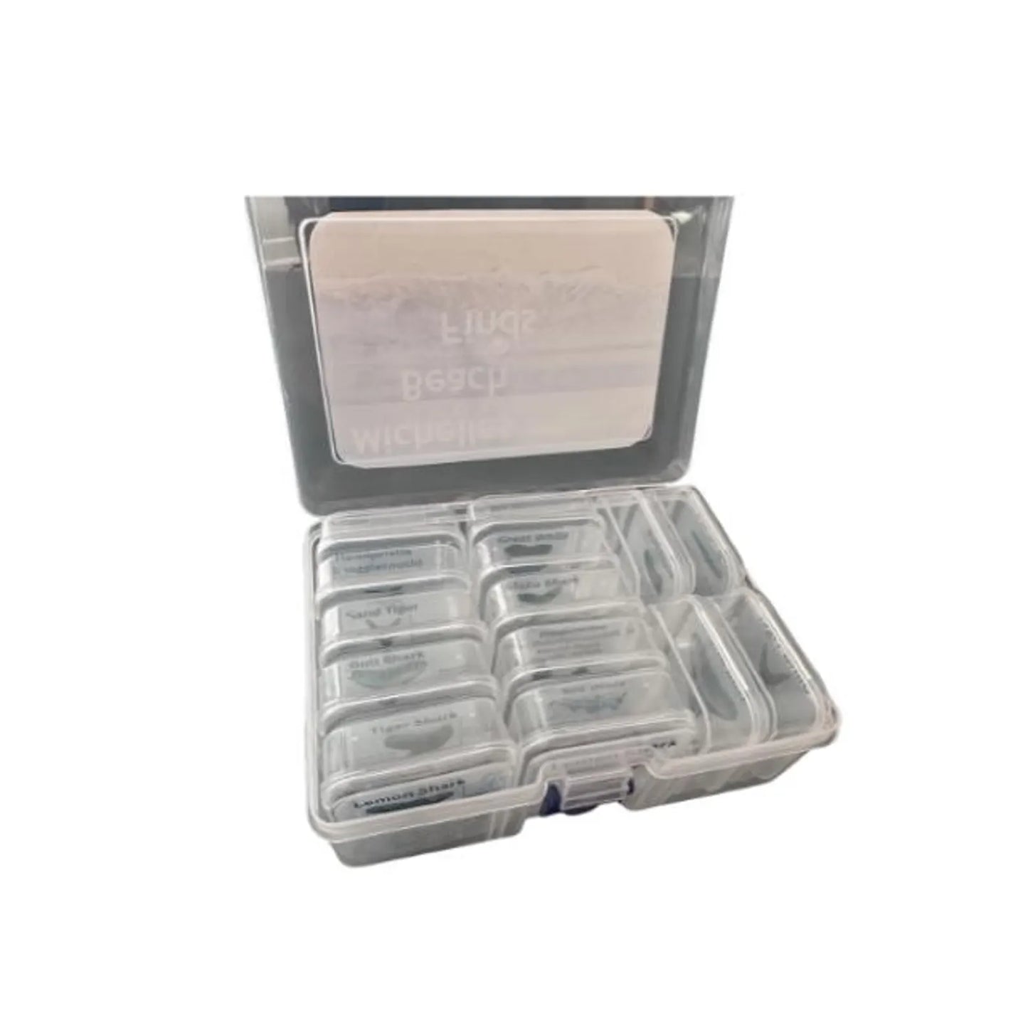 Customizable Beach Finds Organizer: Shark Tooth Holder