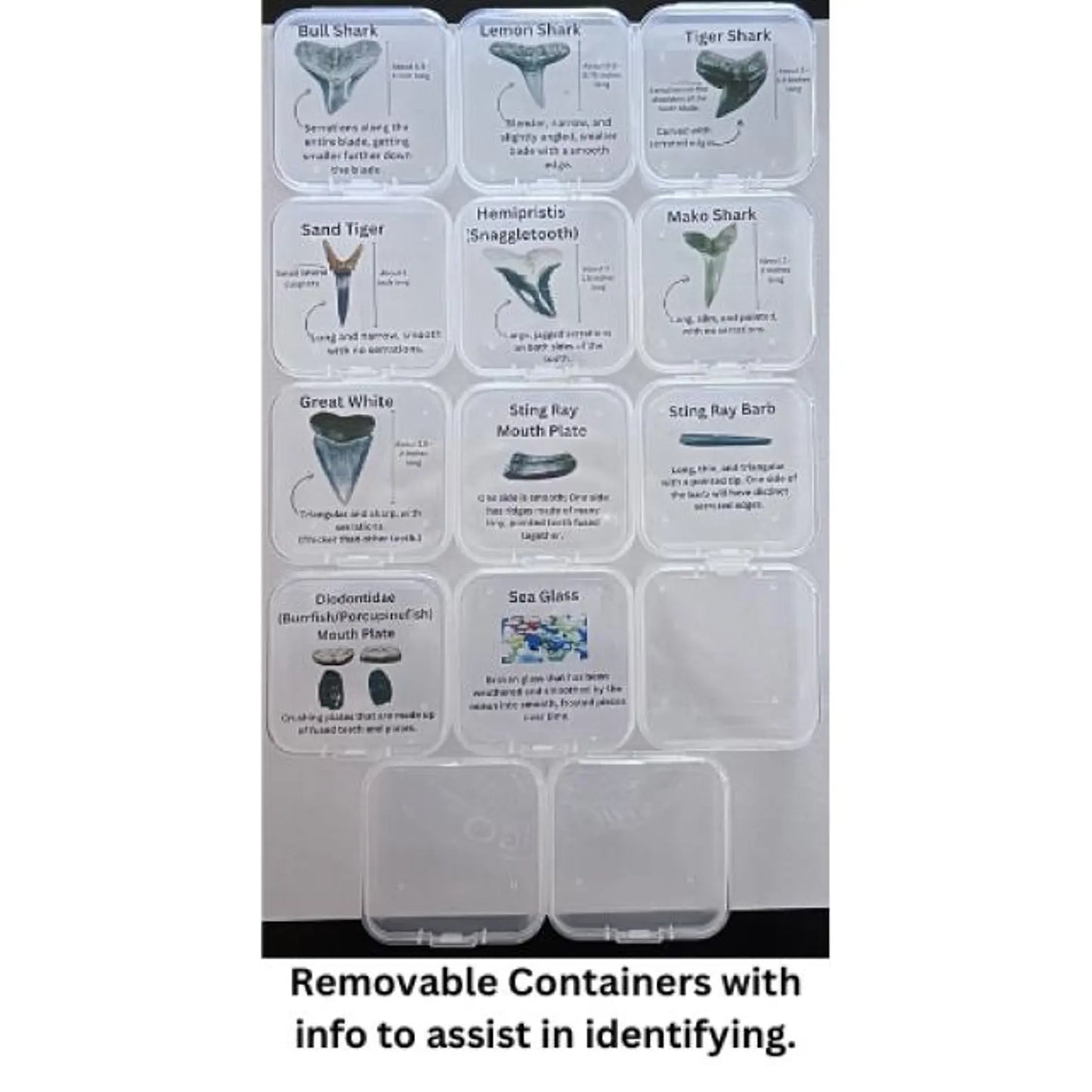 Customizable Beach Finds Organizer: Shark Tooth Holder