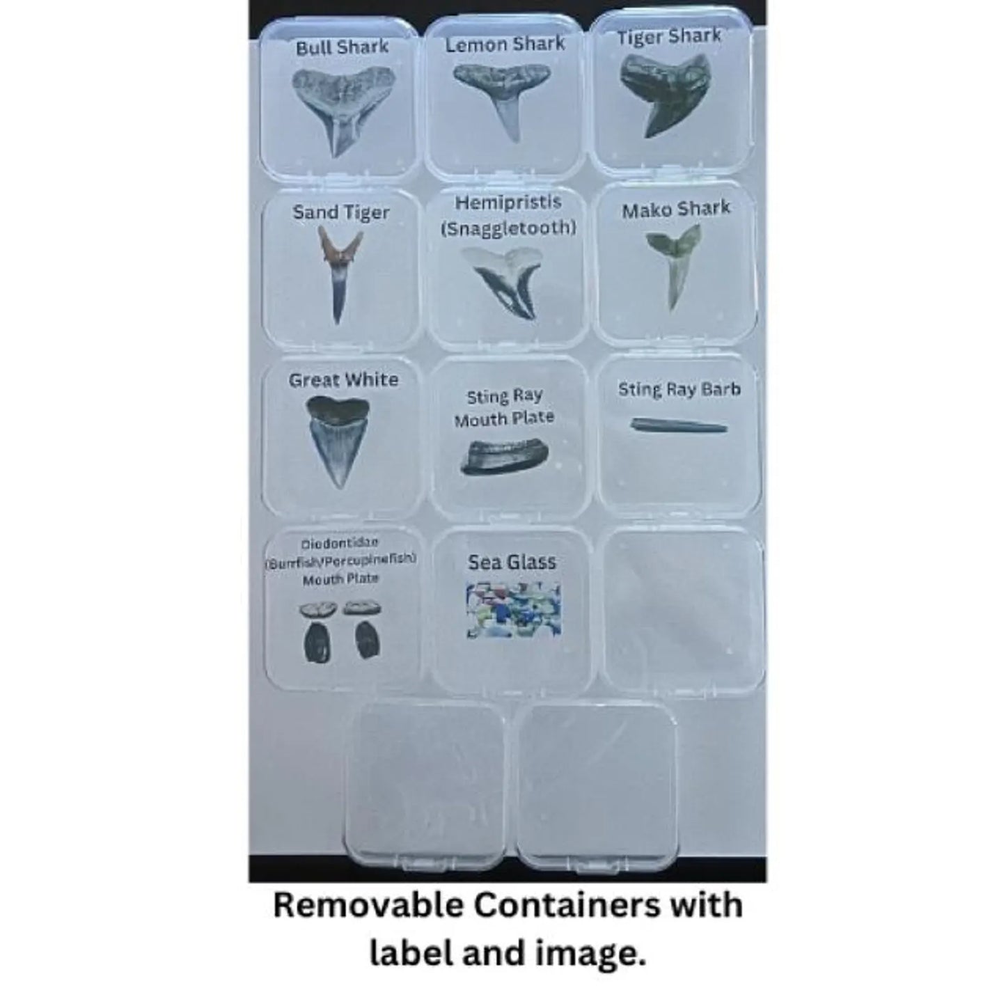 Customizable Beach Finds Organizer: Shark Tooth Holder